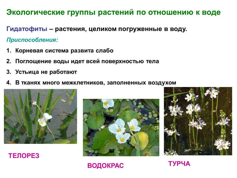 Гидатофиты и гидрофиты таблица