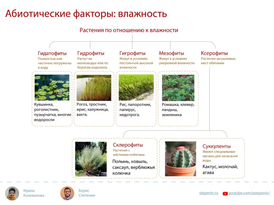 Растения по отношению к влаге