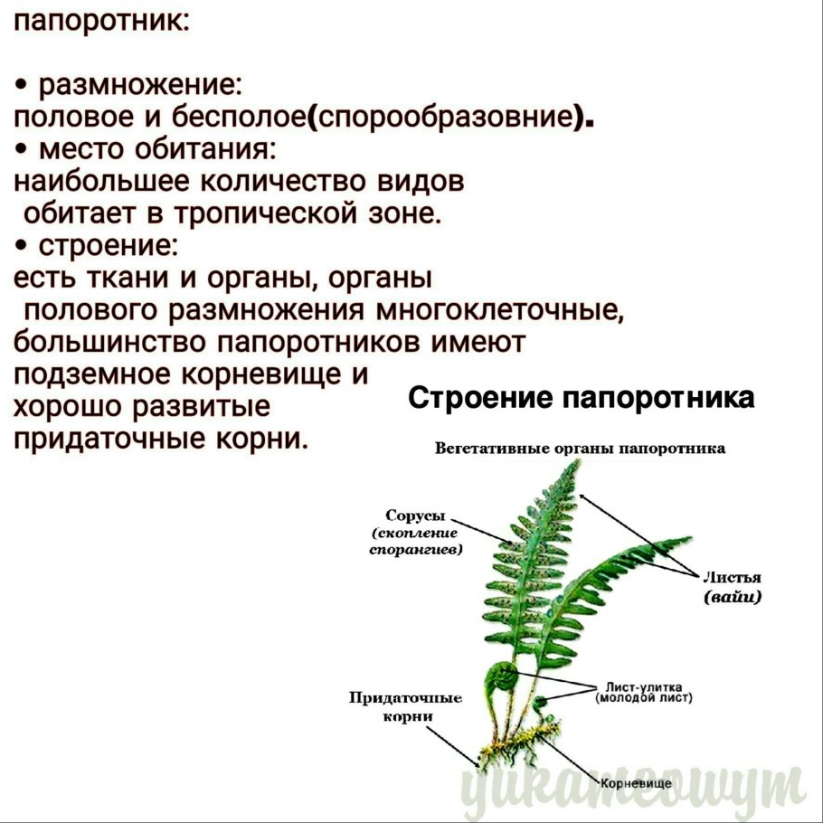 Папоротники строение и размножение