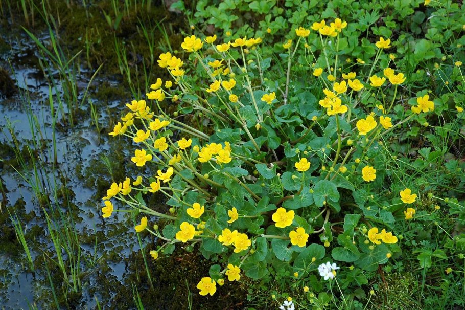 Калужница Болотная - Caltha palustris l.