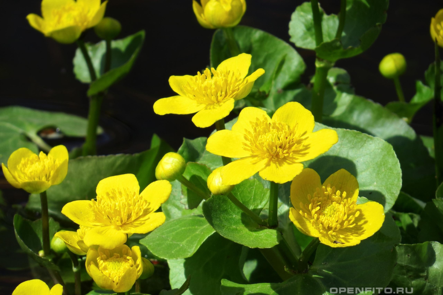 Калужница Caltha palustris