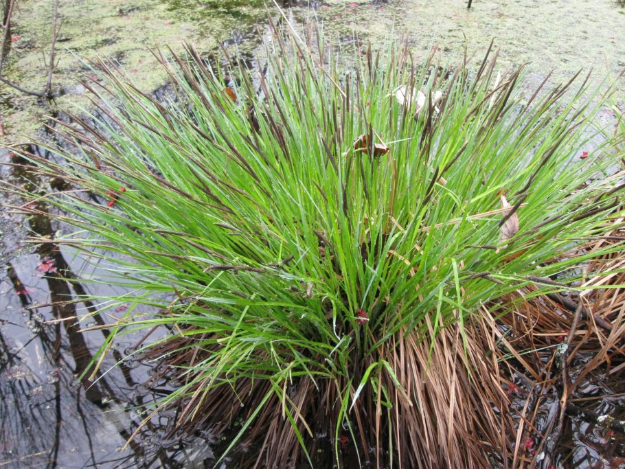 Осока гладконосая (Carex leiorhyncha)