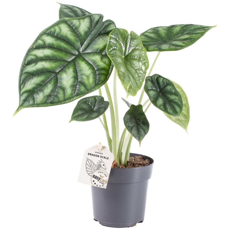 Алоказия Африканская маска