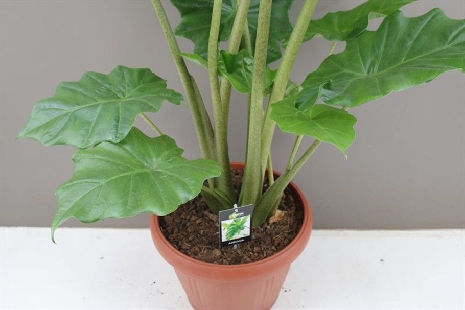 Алоказия Амазонская для кошек