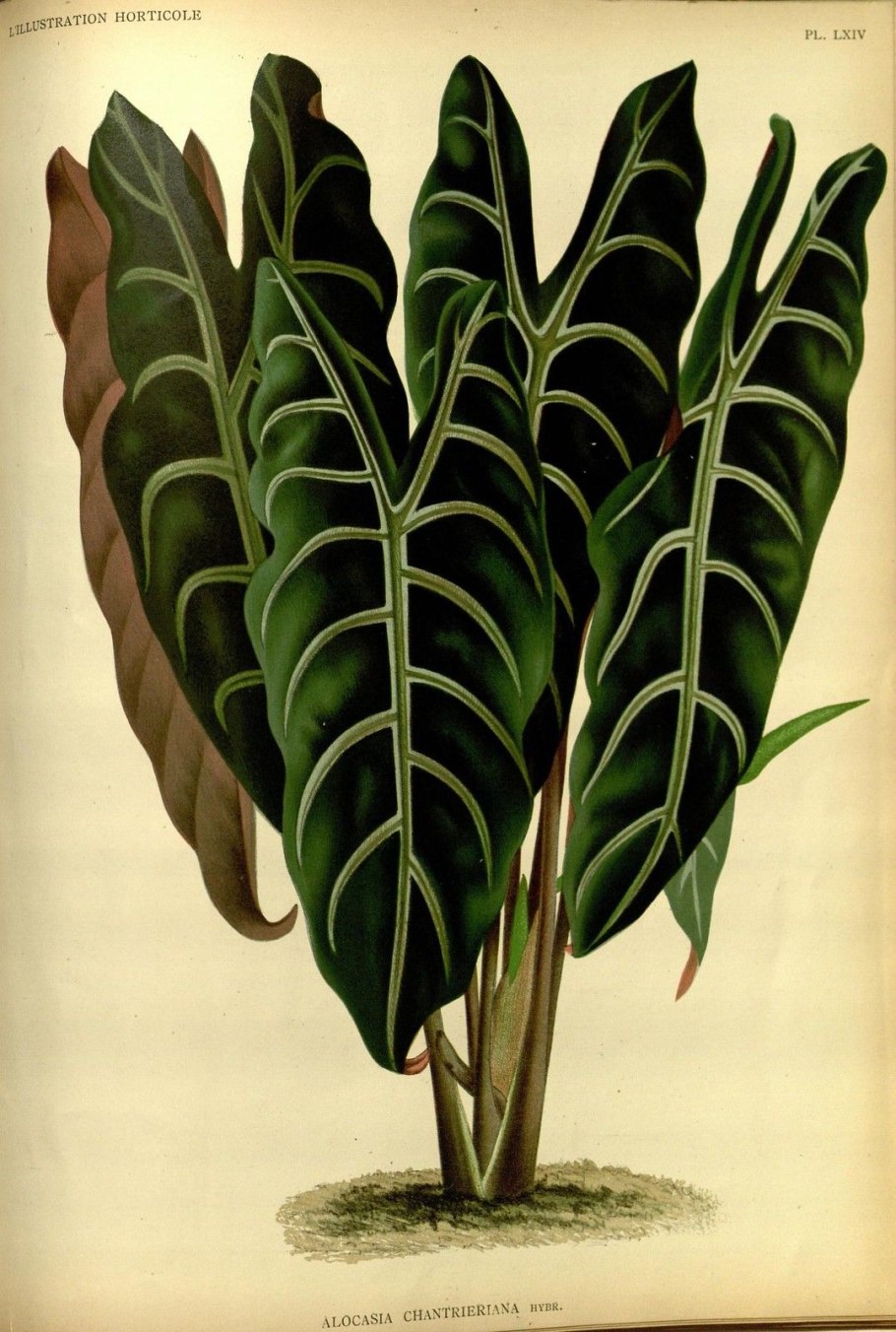 Алоказия heterofila Metallica