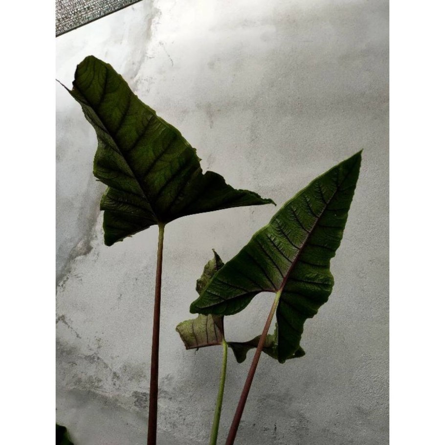 Алоказия Ароидные