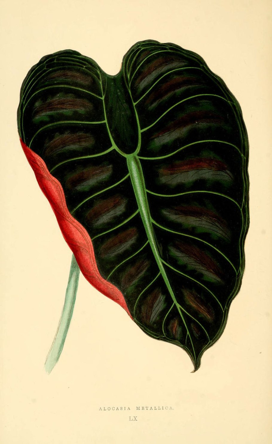 Алоказия Ботаническая иллюстрация