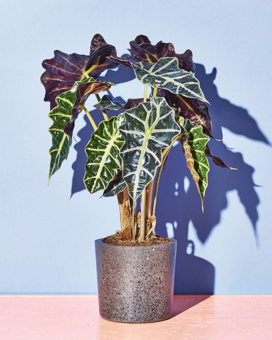 Алоказия Keladi Hias