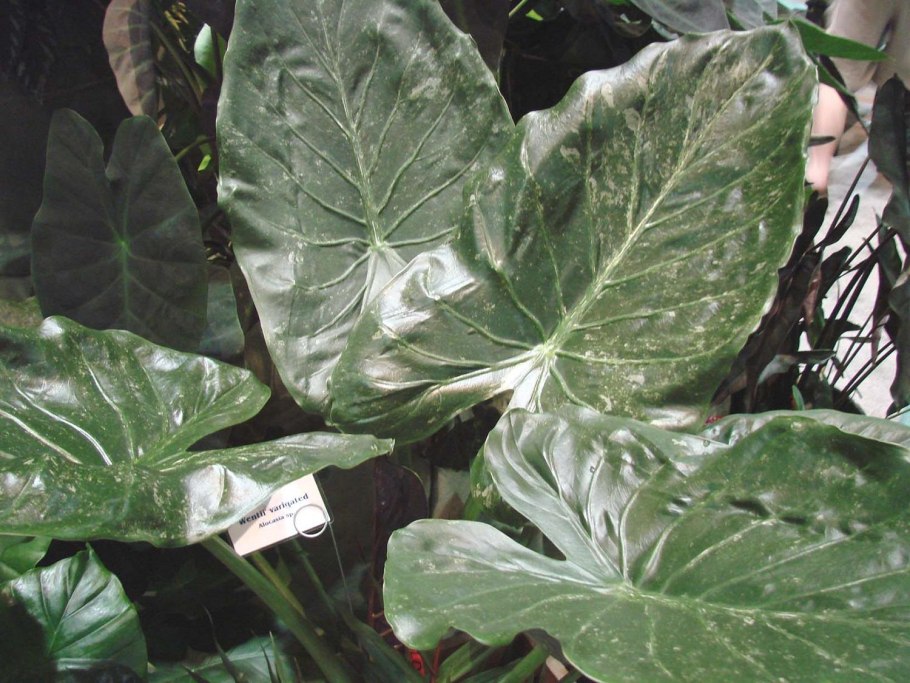 Алоказия infernalis