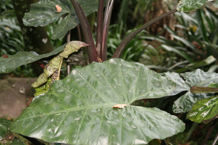 Алоказия Анторо