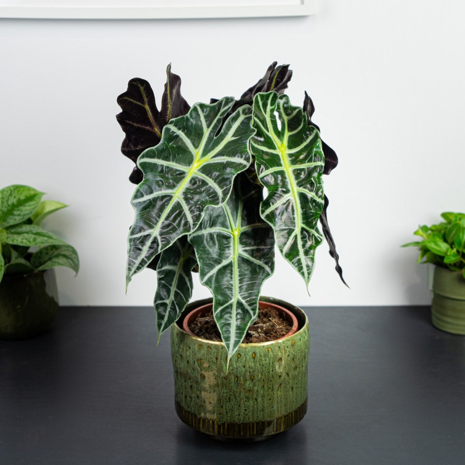 Алоказия macrorrhiza