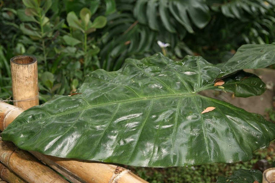 Алоказия с круглыми листьями