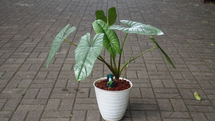 Алоказия heterophylla