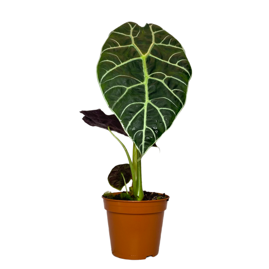 Алоказия Ивори Коаст