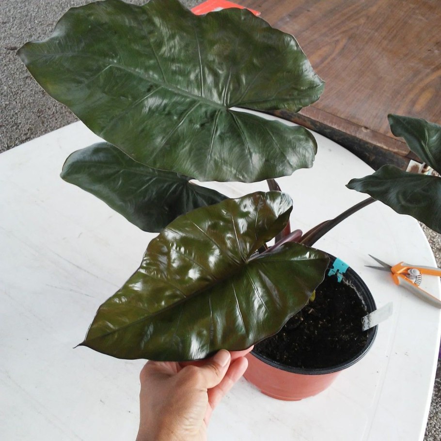 Алоказия Лютер бочиана