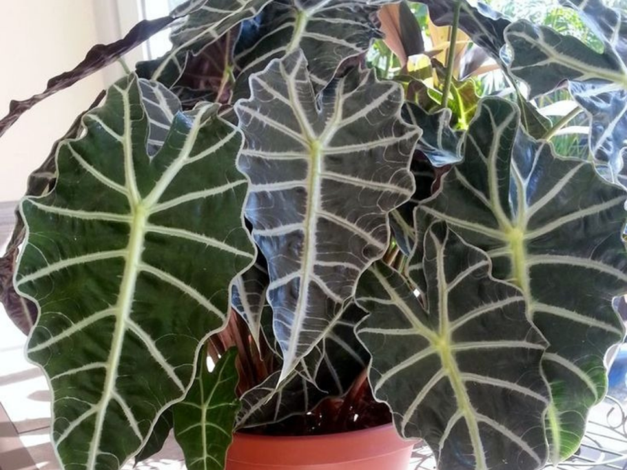 Алоказия Сильвер Небула