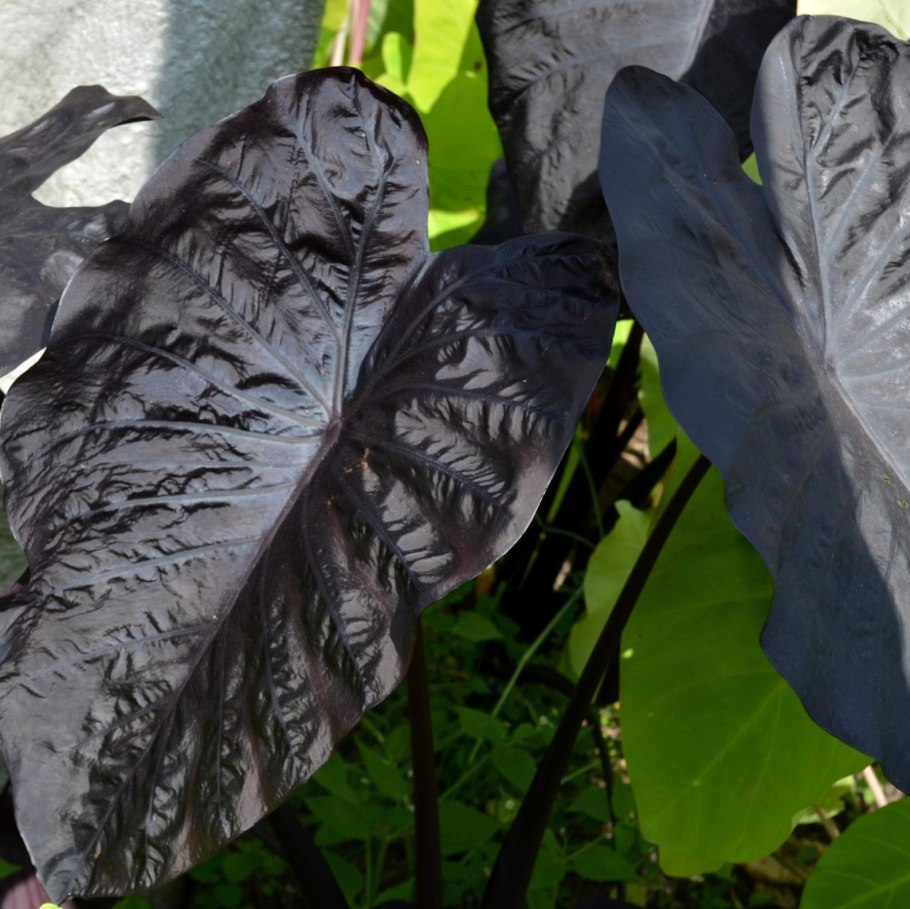 Алоказия heterophylla