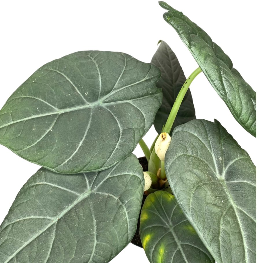 Алоказия Блэк Сатурн