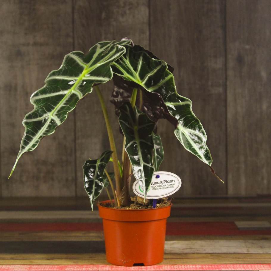 Алоказия Локо