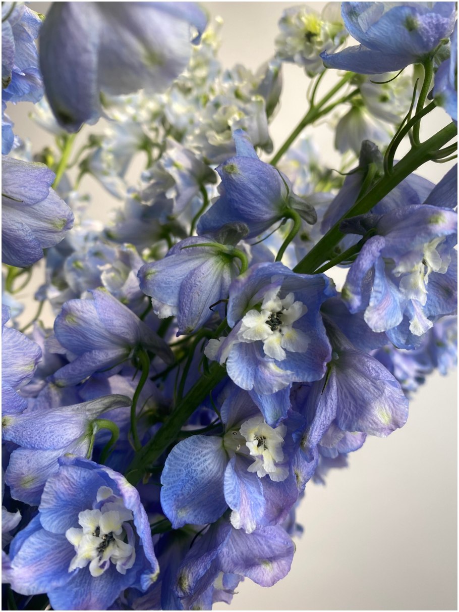 Дельфиниум Меджик Фонтейн