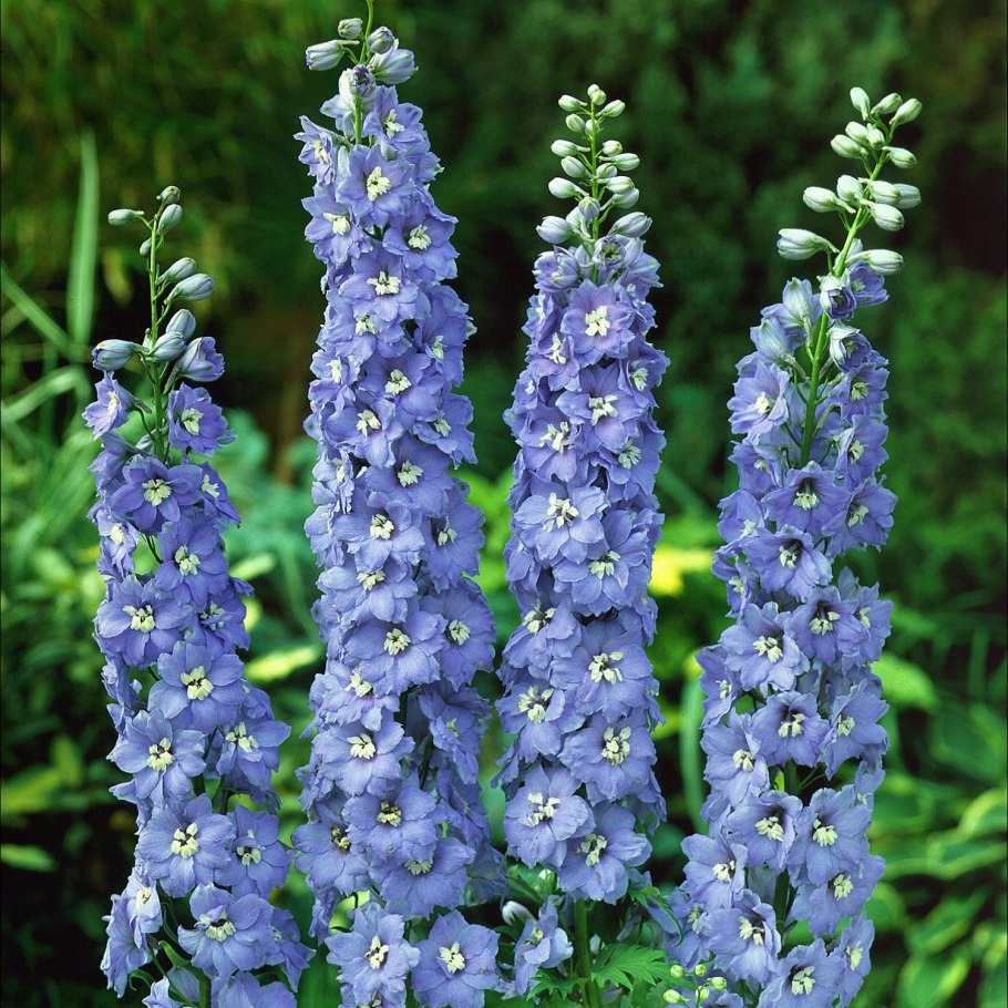 Дельфиниум гибридный Мэджик Фонтейн Скай Блю