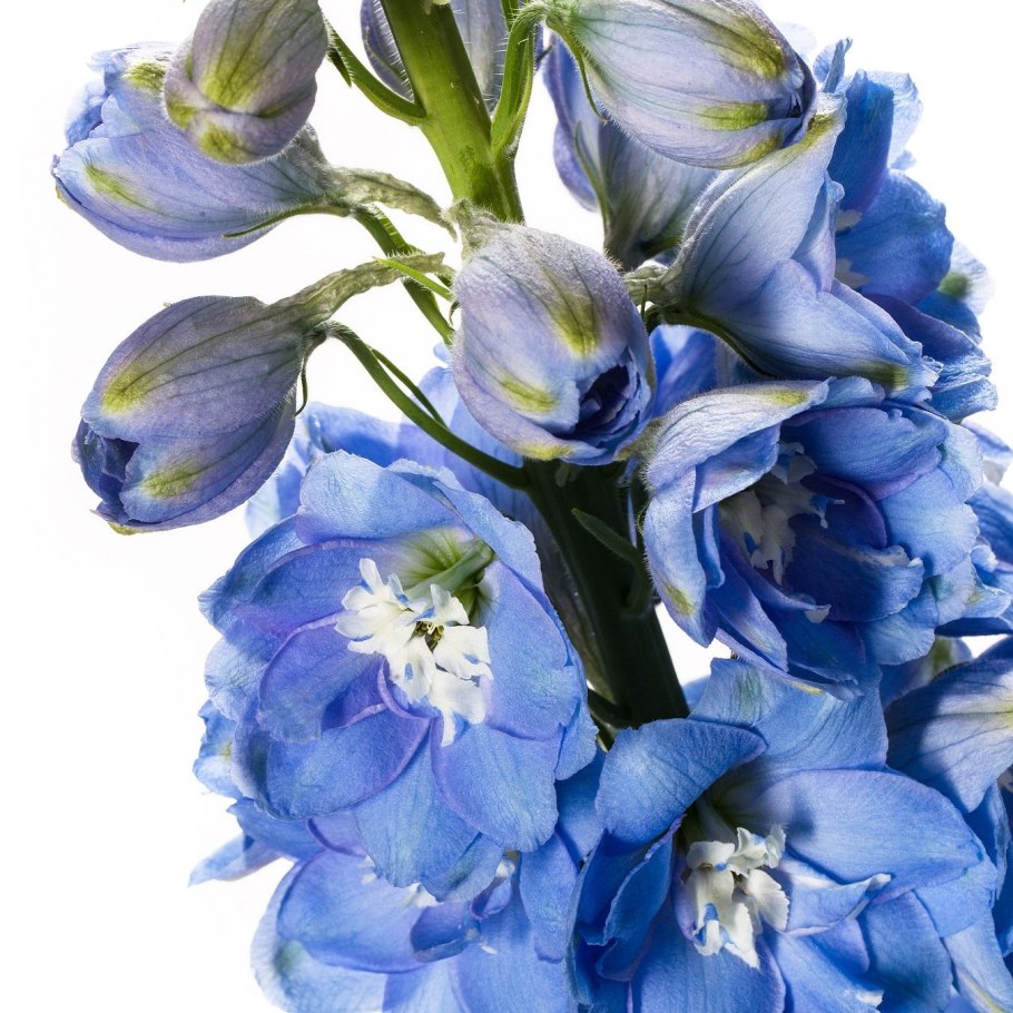 Дельфиниум Центурион голубой