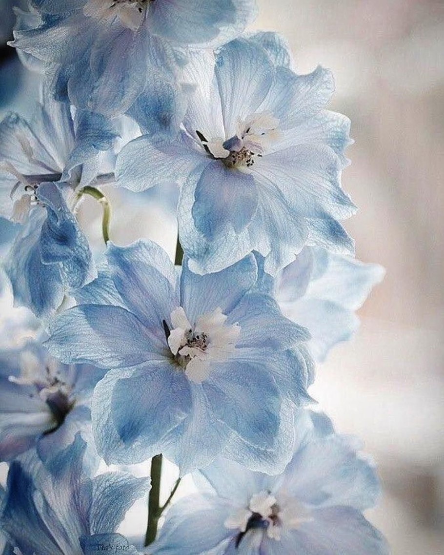 Дельфиниум саммер Монинг