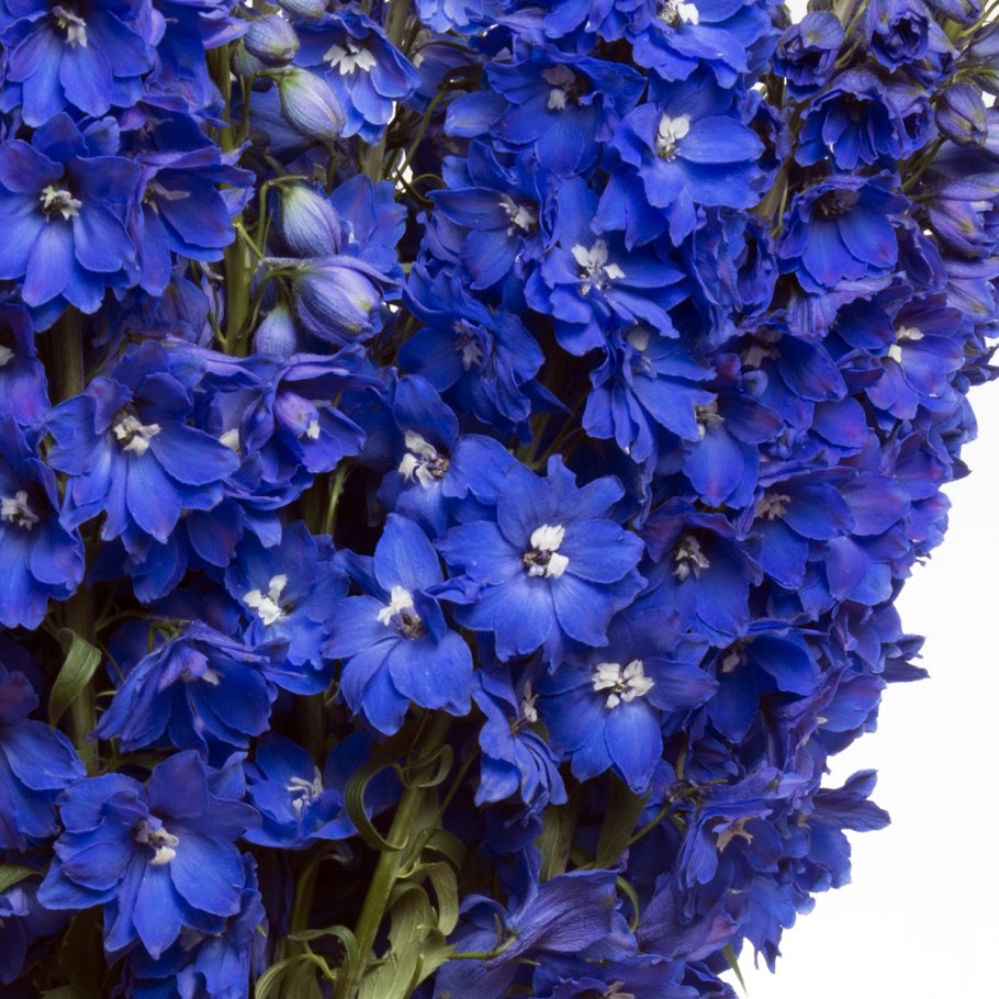 Дельфиниум Блу