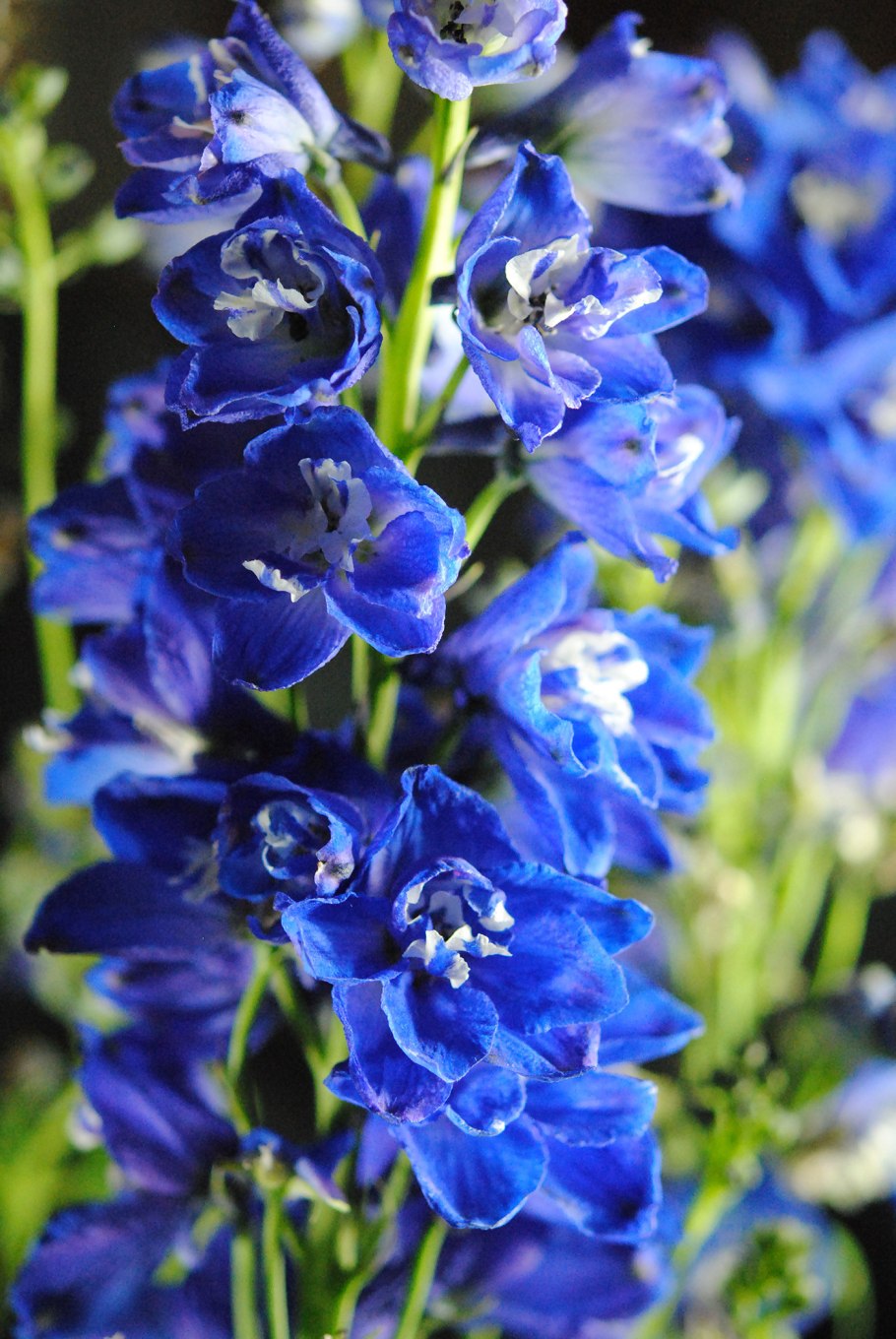 Аконит и дельфиниум