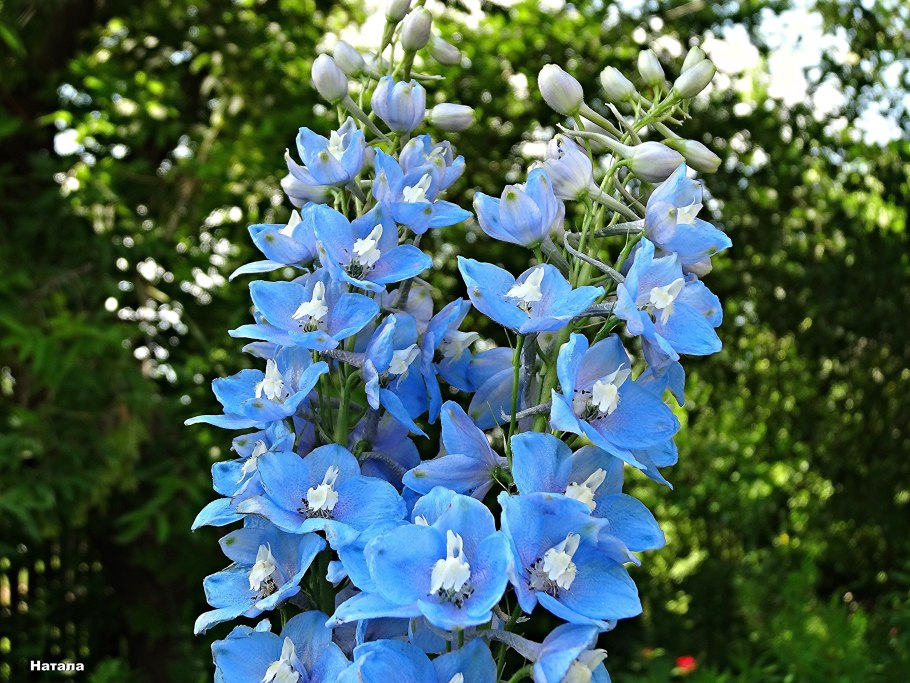 Дельфиниум Меджик Фонтейн