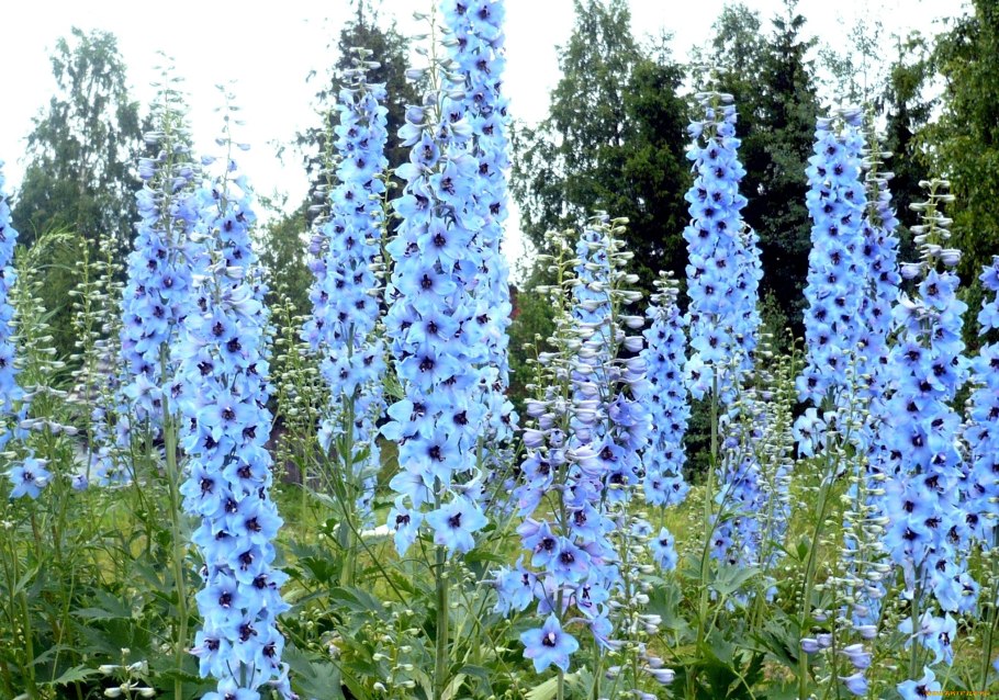 Дельфиниум белладонна Пикколо