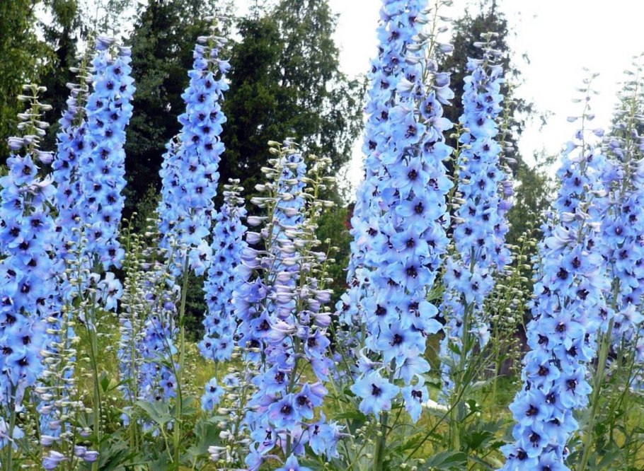 Дельфиниум цветок