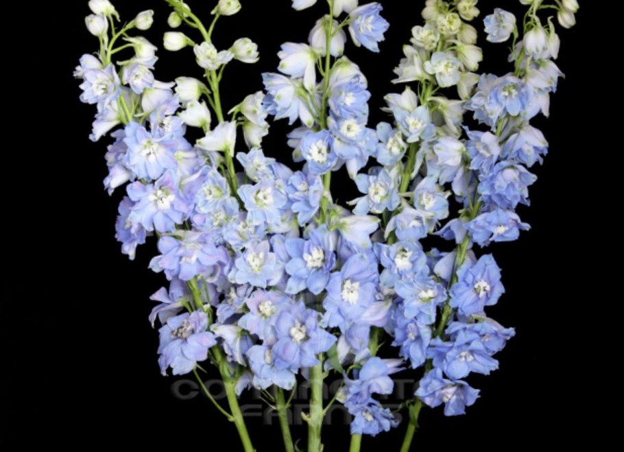 Дельфиниум грандифлора