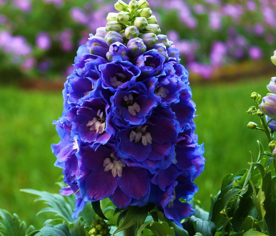 Дельфиниум Блуе Шадес