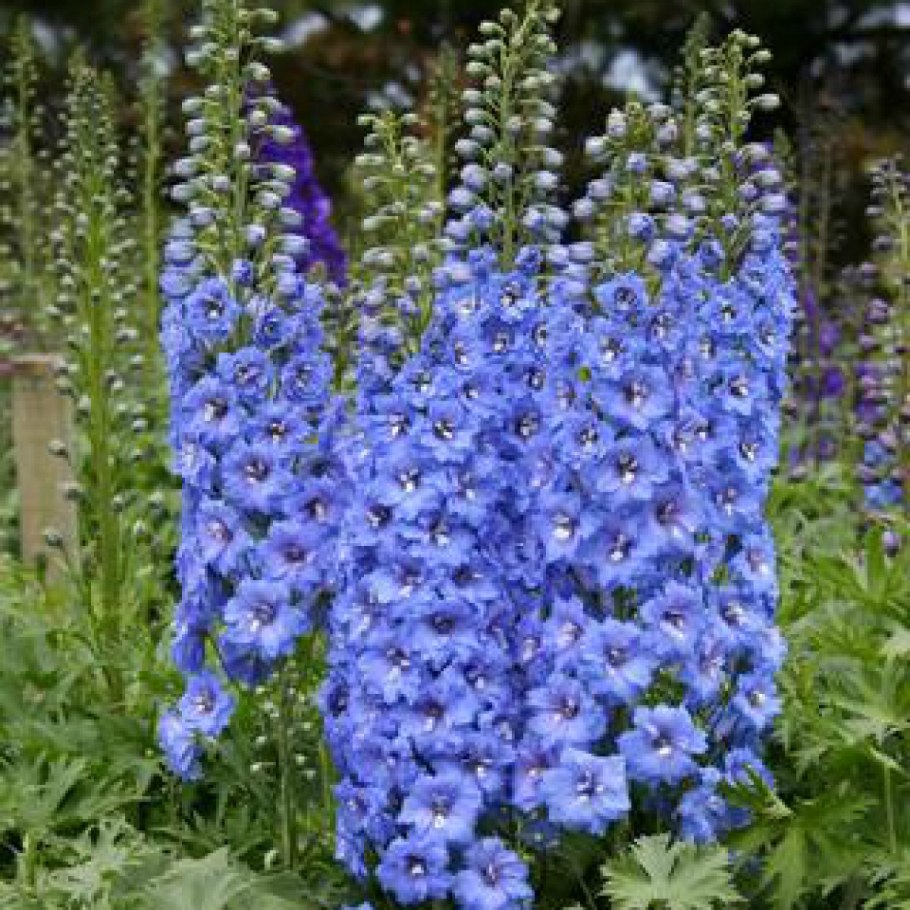 Дельфиниум Король Артур