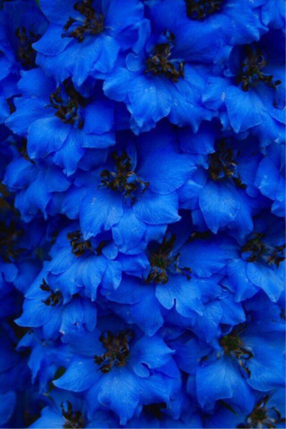 Дельфиниум Пасифик Блю бёрд