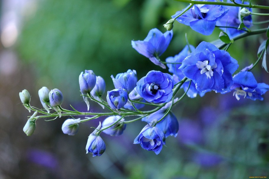 Дельфиниум бутоны