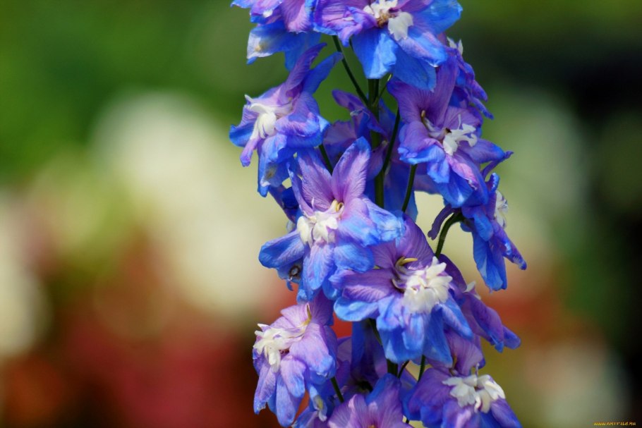 Икеа цветы дельфиниум