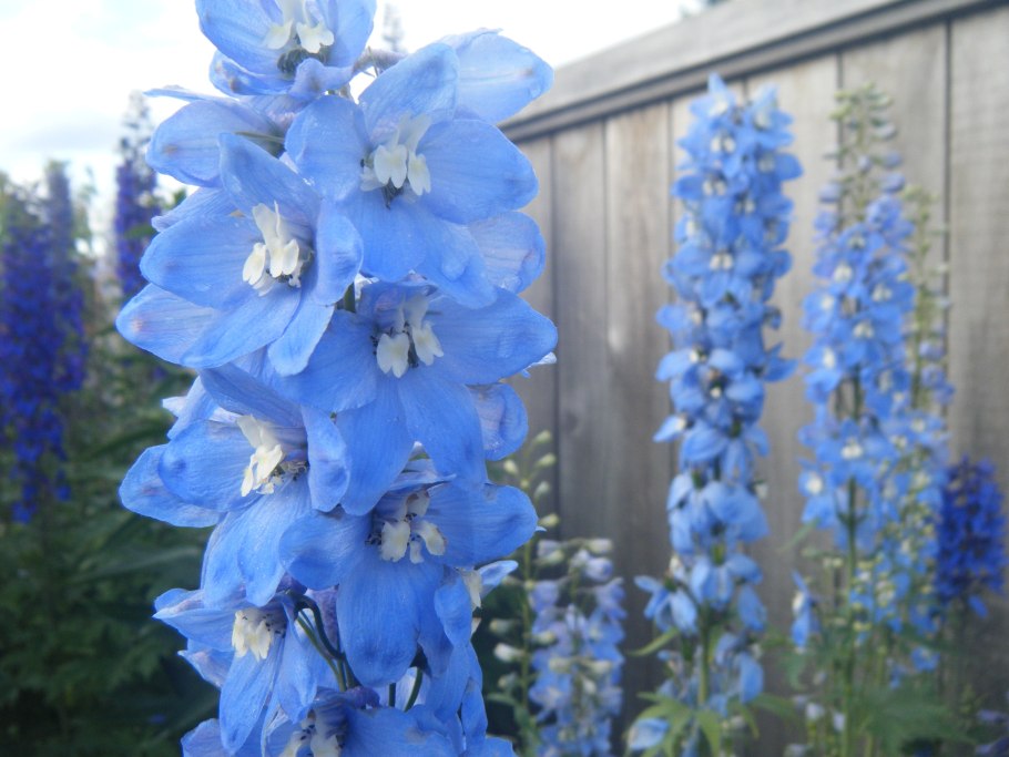 Дельфиниум Гвардиан Блю