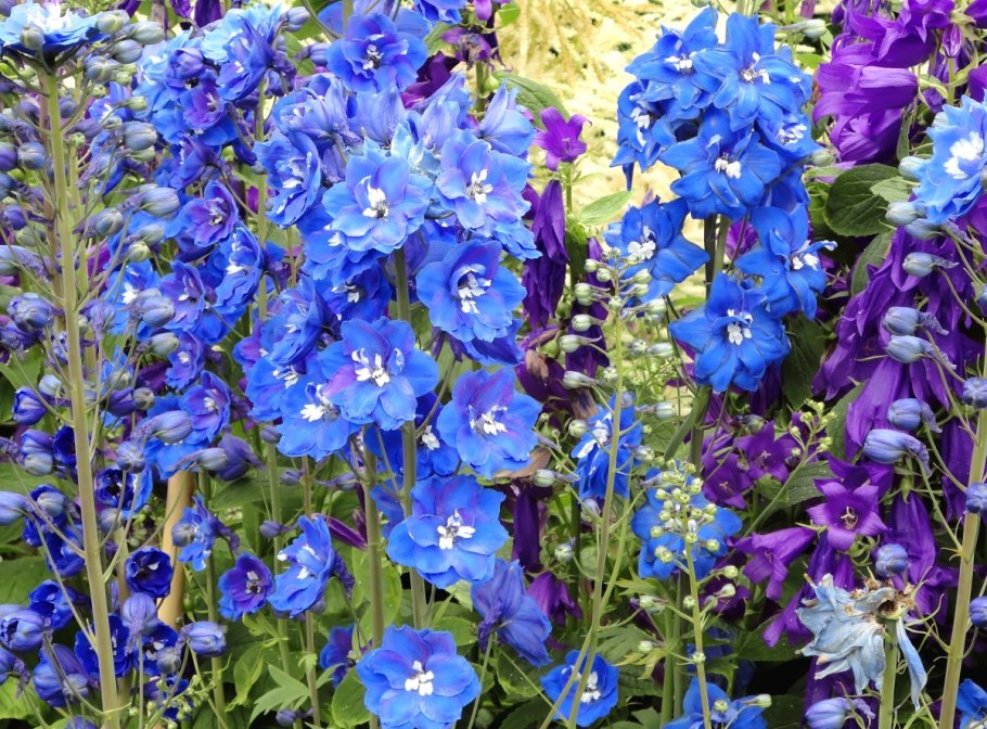 Дельфиниум Blue Ocean