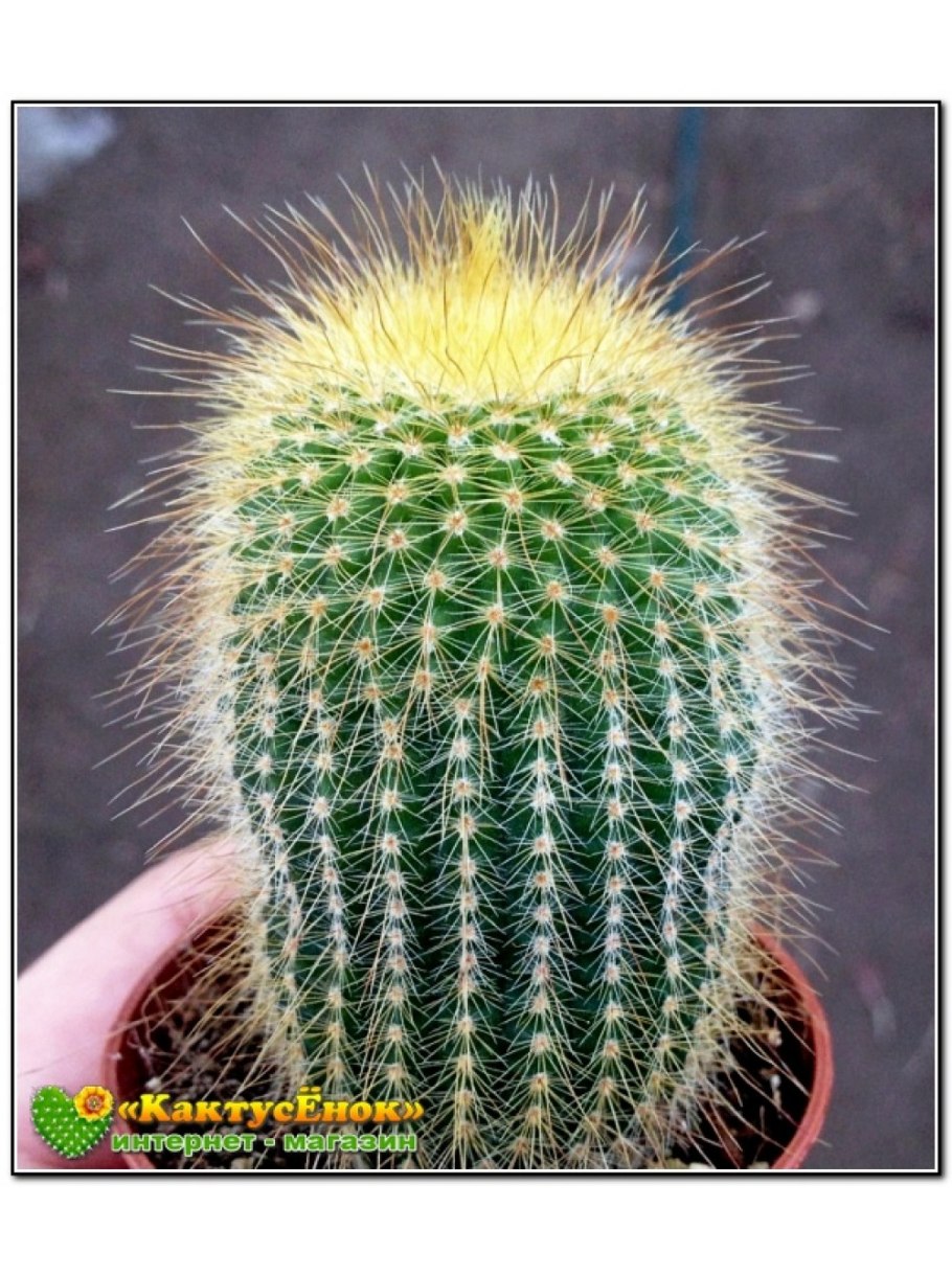 Пародия Ленингхауза (Parodia leninghausii)