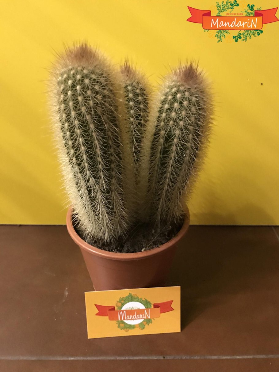 Нотокактус ленингхаус в горшке