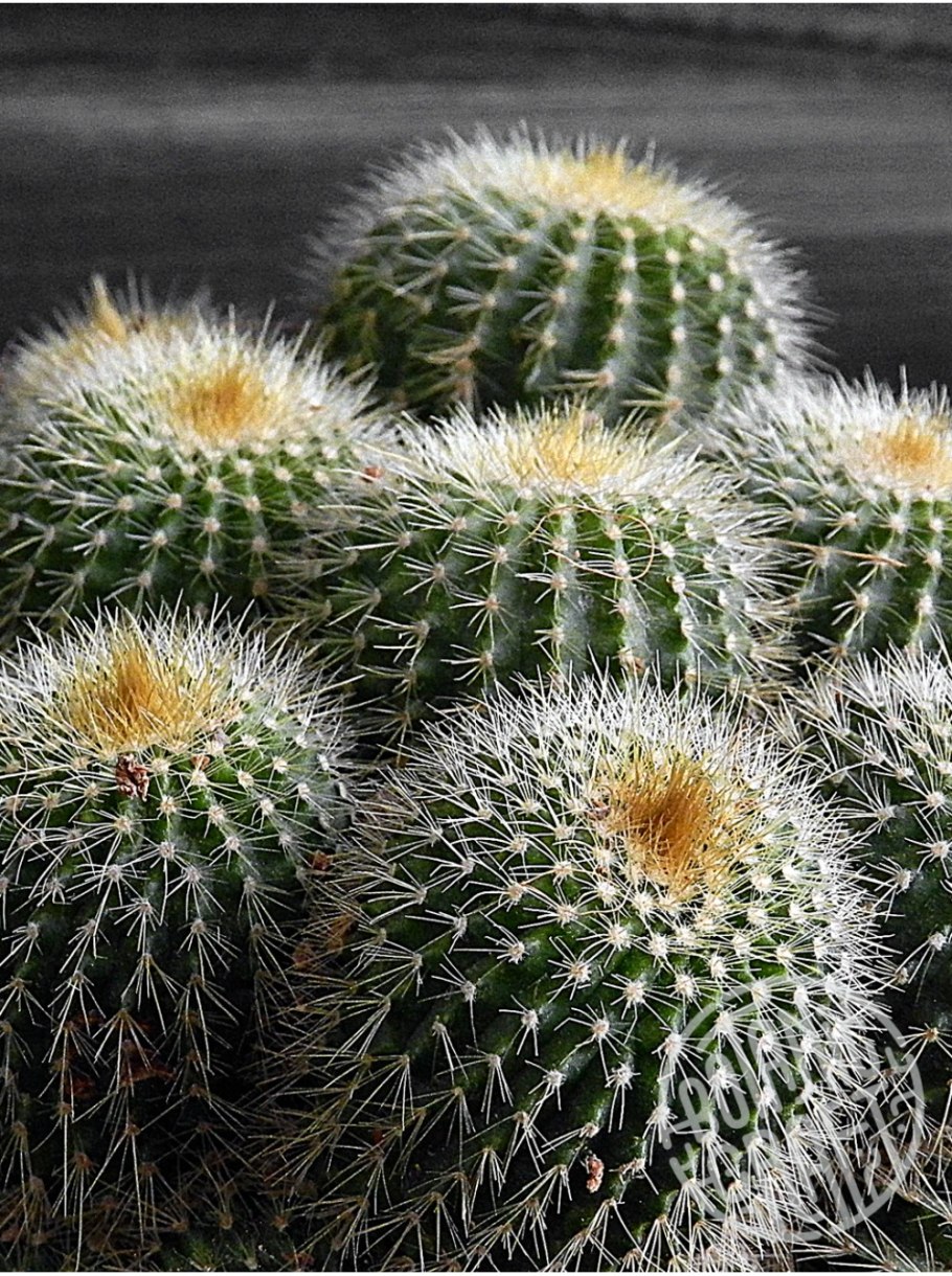 Пародия золотистоиглая Parodia chrysacanthion