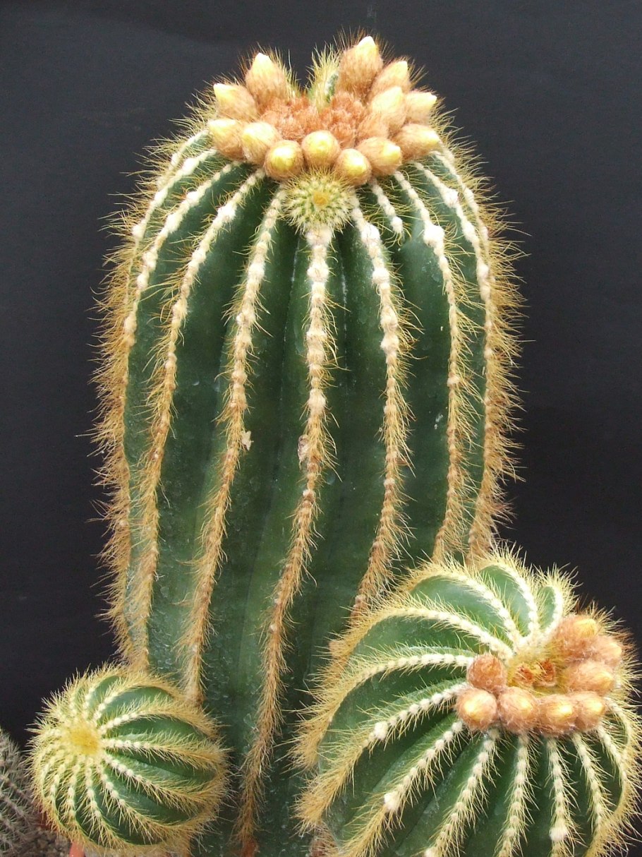 Нотокактус леминкхауса