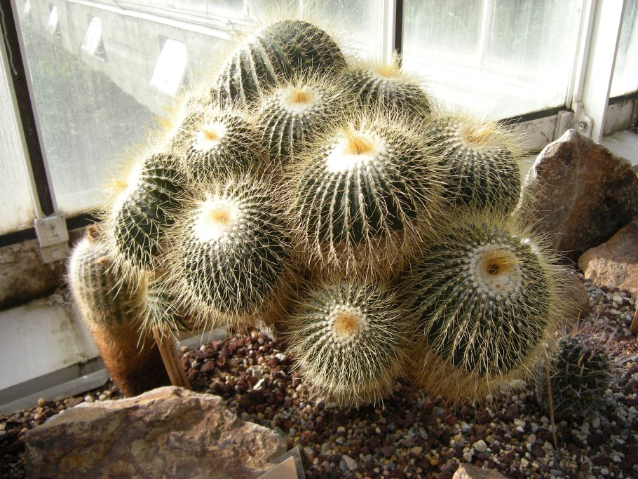 Sulcorebutia rauschii HS 121