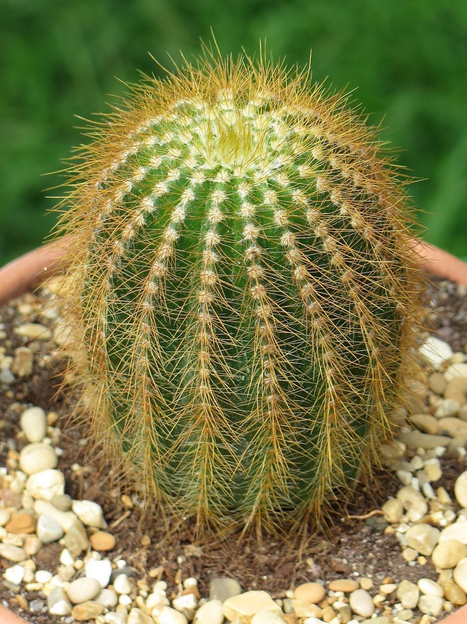 Parodia leninghausii фото