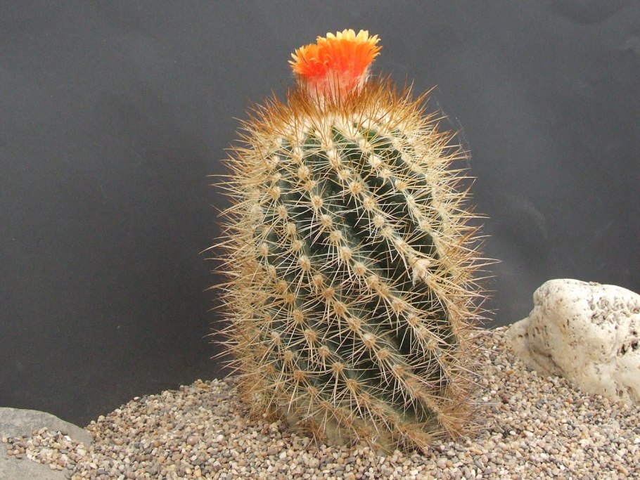 Notocactus Minimus