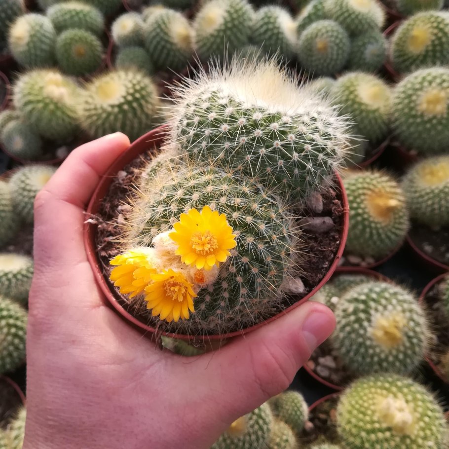 Notocactus Claviceps