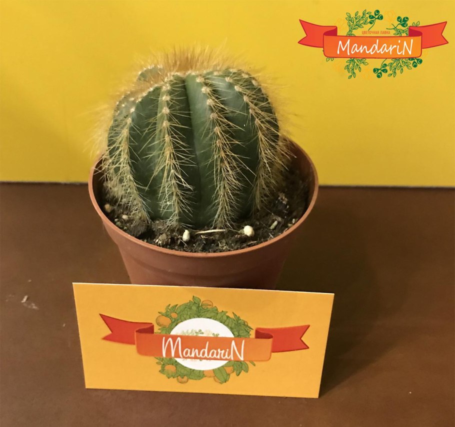 Пародия Ленингхауза купить