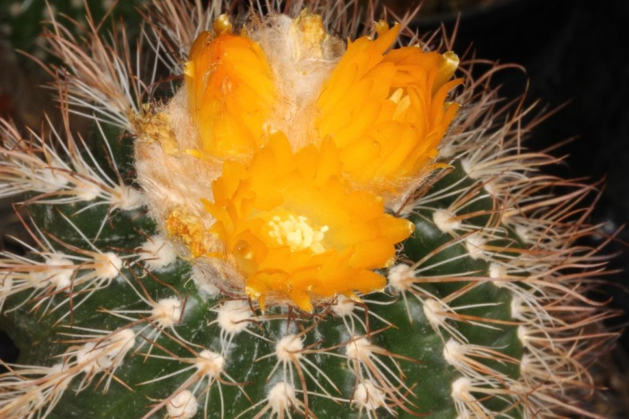 Нотокактус пародия